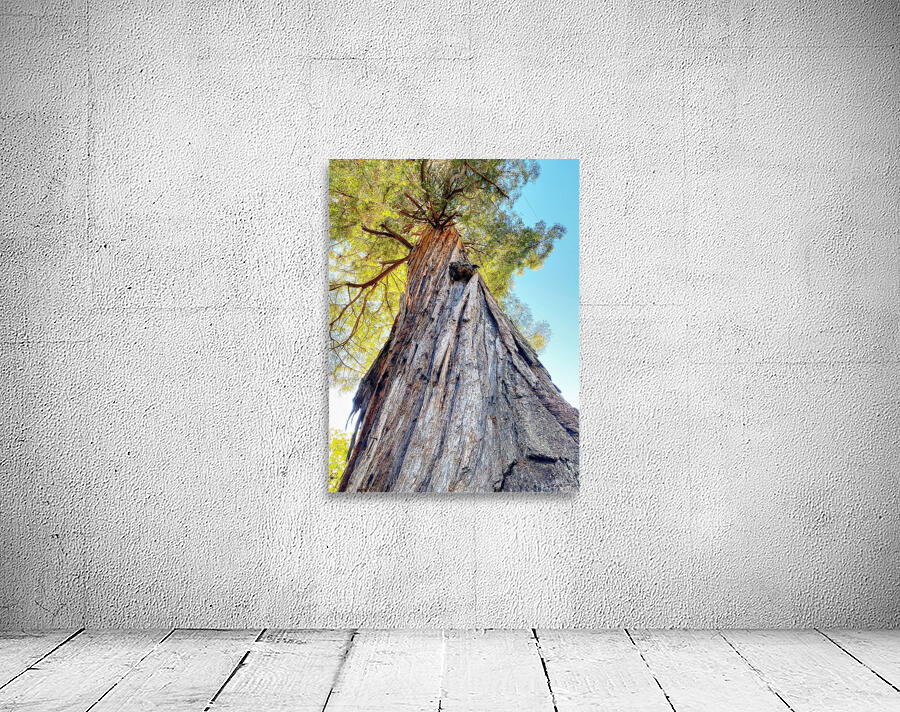 Ancient Redwood Wall Preview