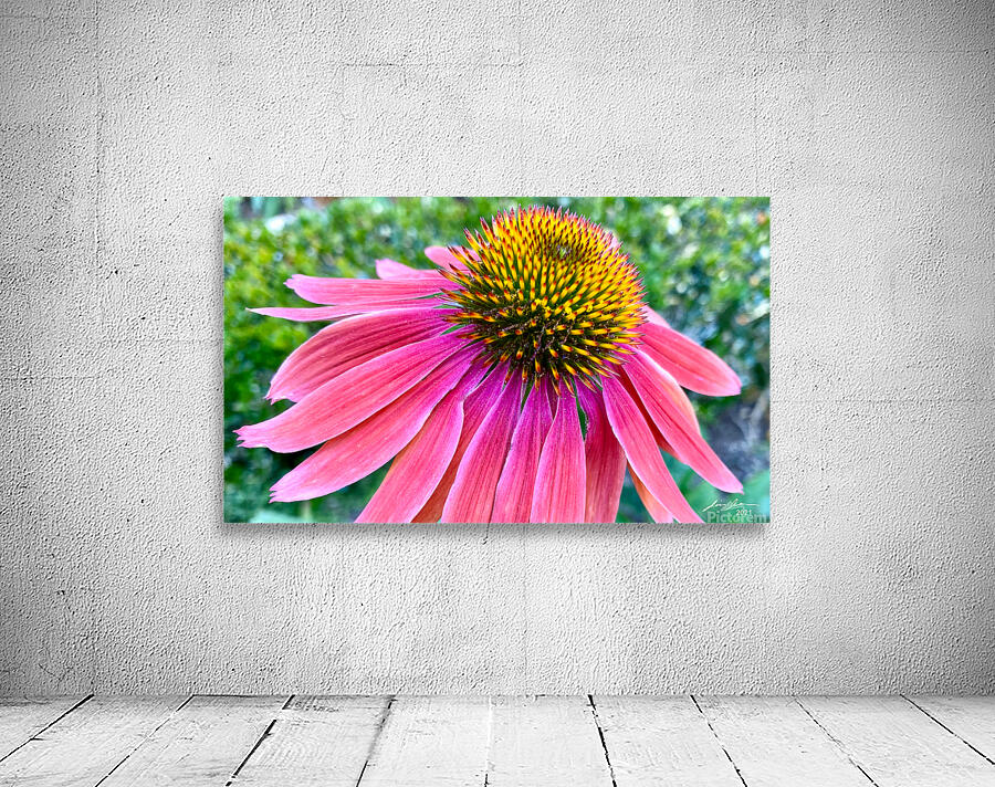 Cone Flower Wall Preview