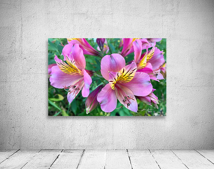 Alostremia Wall Preview