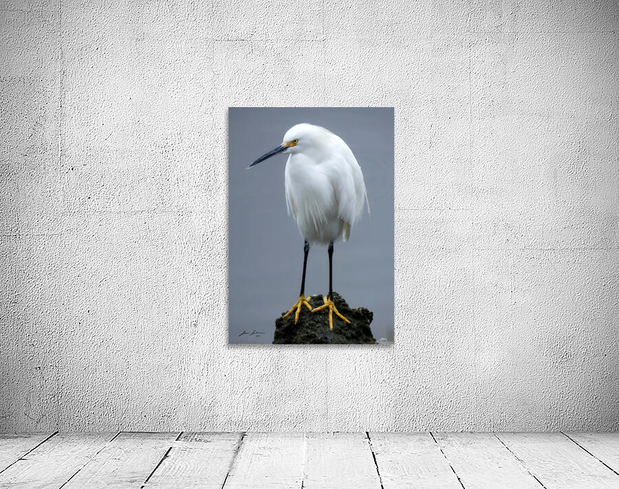 snowy Egret Wall Preview