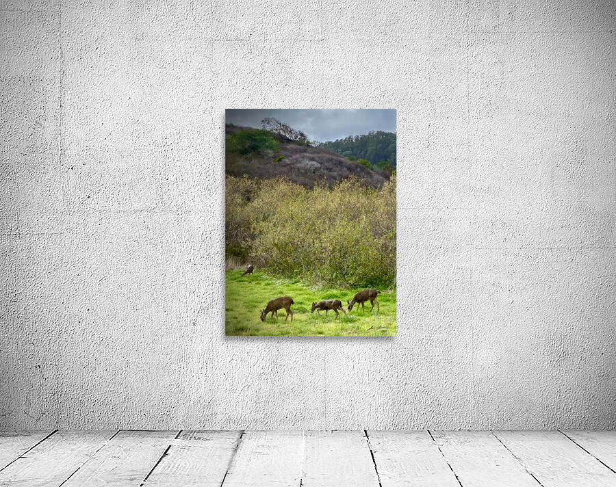 Deer in Pacifica Wall Preview