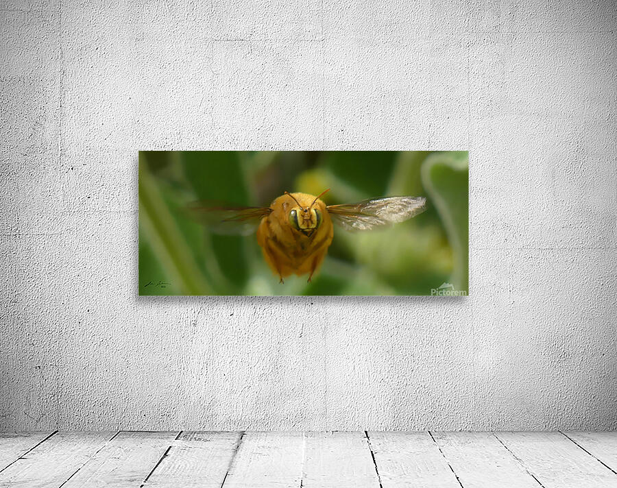 Teddy Bear Bee Wall Preview