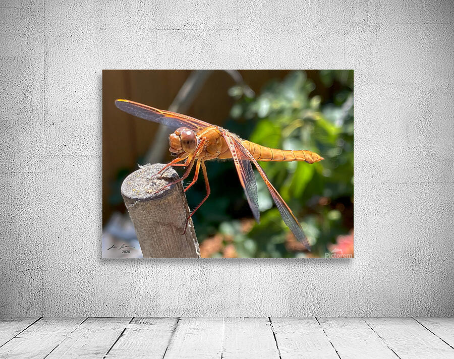 Dragonfly Resting Wall Preview
