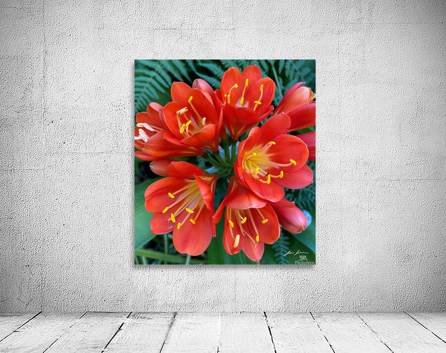 Clivia Wall Preview