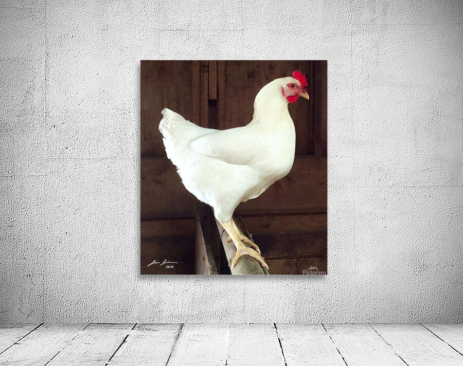 White Rooster Wall Preview