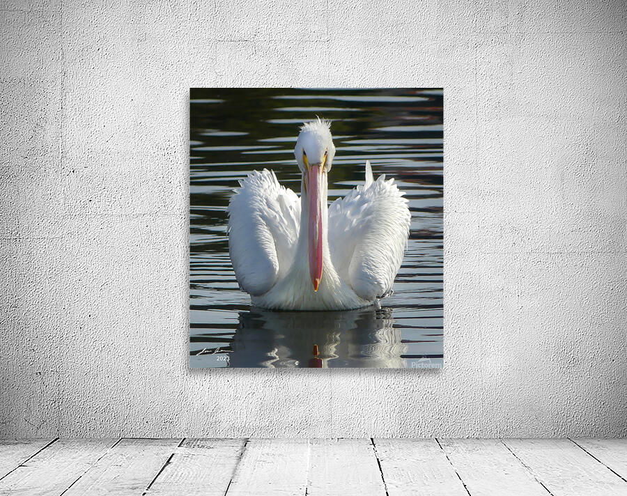 White Pelican Wall Preview