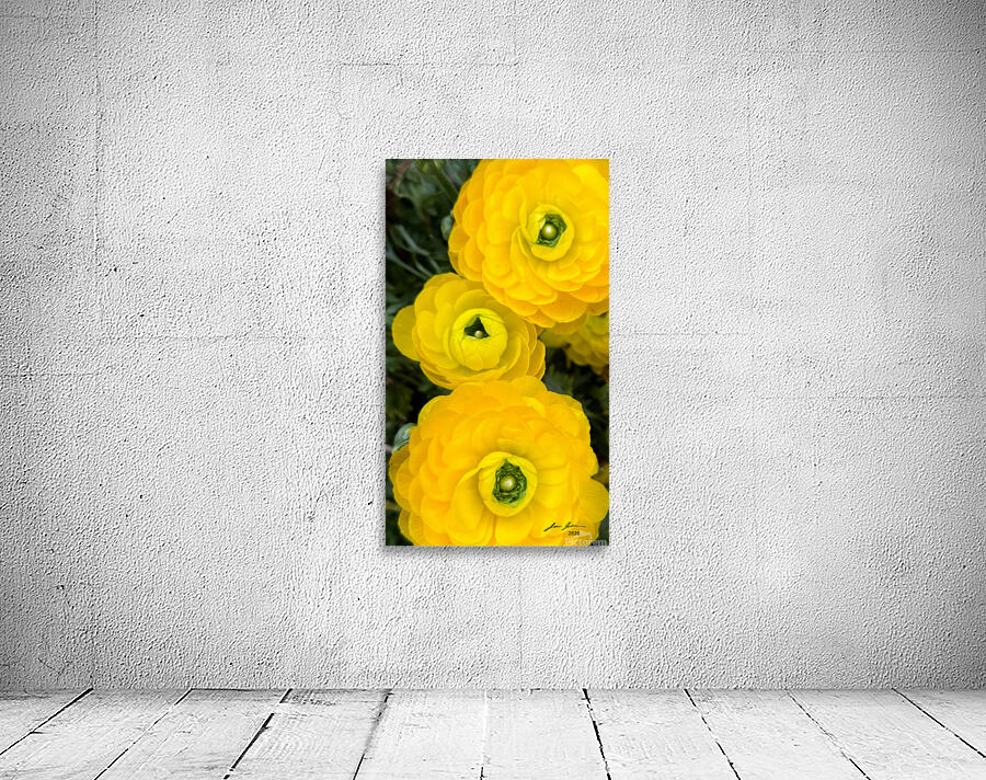 Ranunculus Explosion Wall Preview
