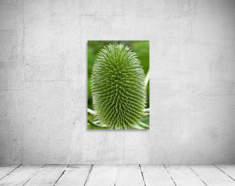 Thistle Wall Preview