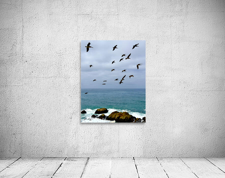 Bodega Head Pelicans Wall Preview