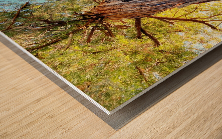 Ancient Redwood Wood print