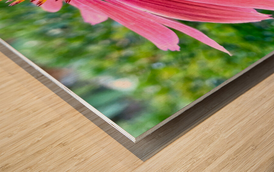 Cone Flower Wood print