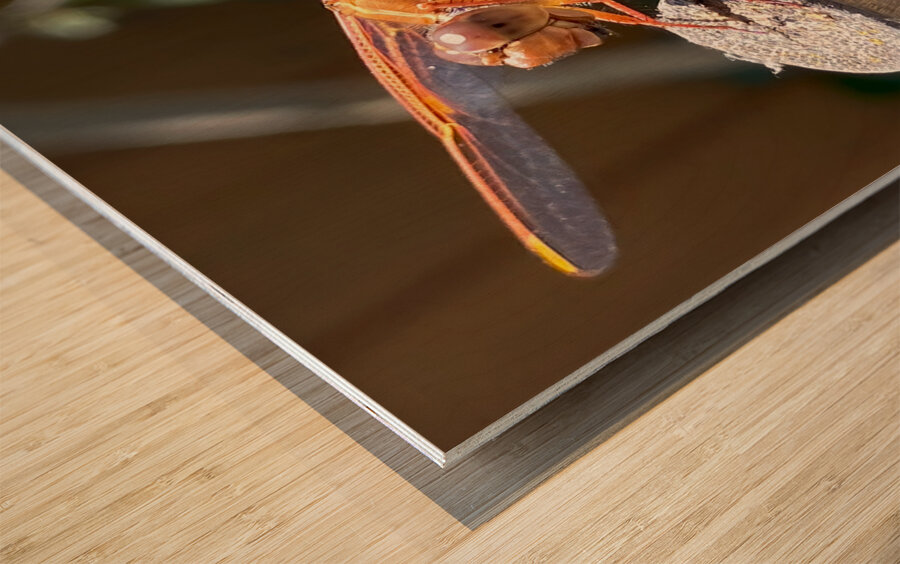 Dragonfly Resting Wood print