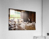  goats in barn Acrylic Print