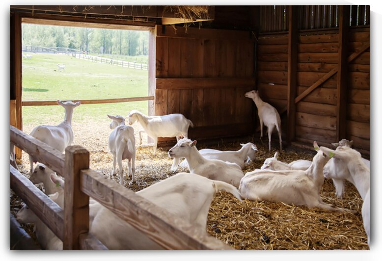  goats in barn by Ariadna-de-Raadt