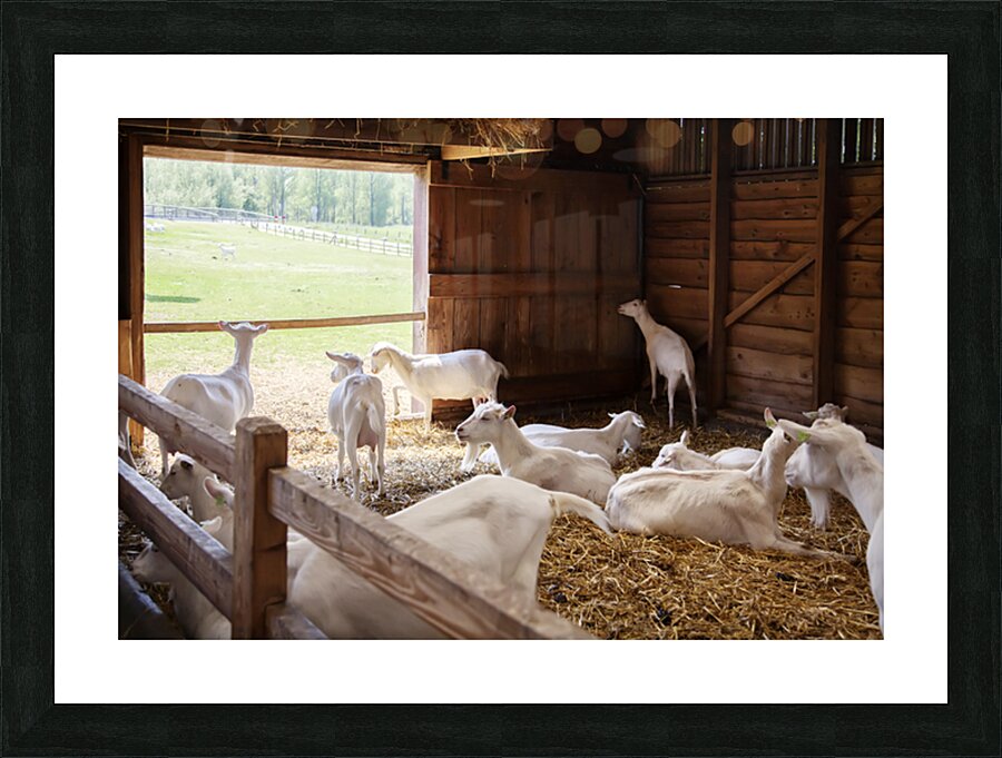  goats in barn Picture Frame print