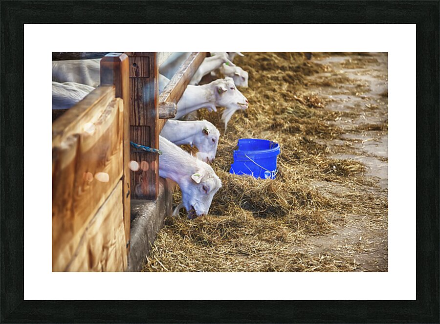 goats in barn Picture Frame print