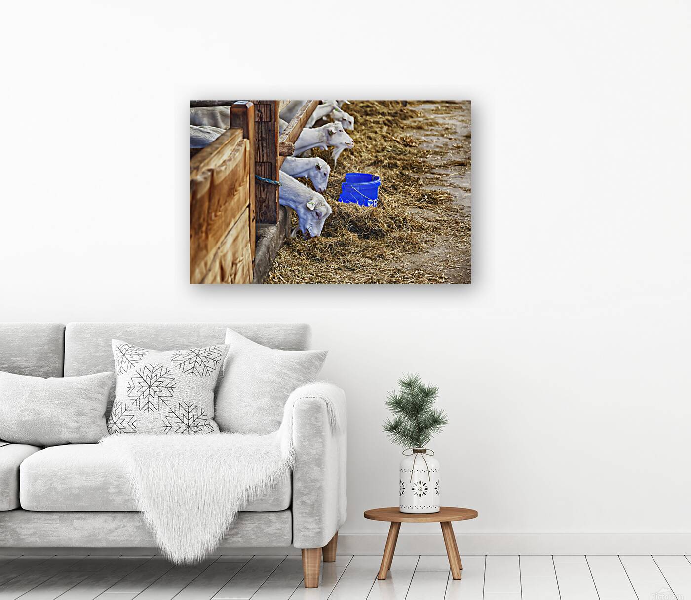 goats in barn Reproduction