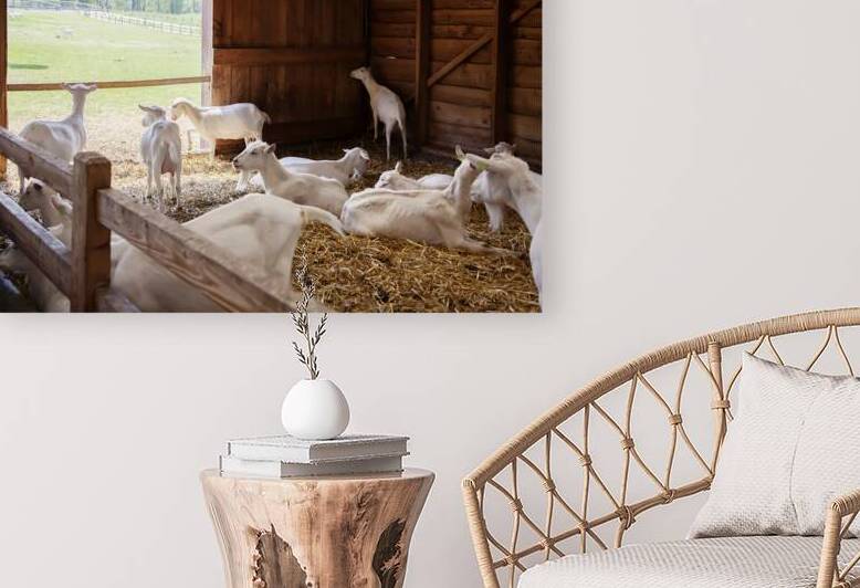  goats in barn by Ariadna-de-Raadt