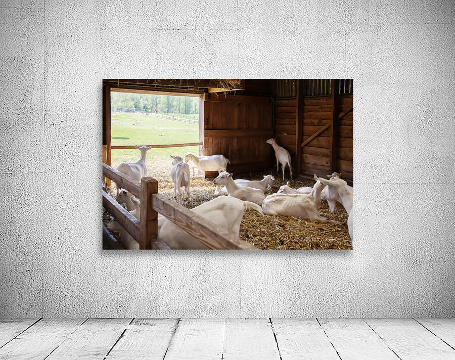  goats in barn Wall Preview