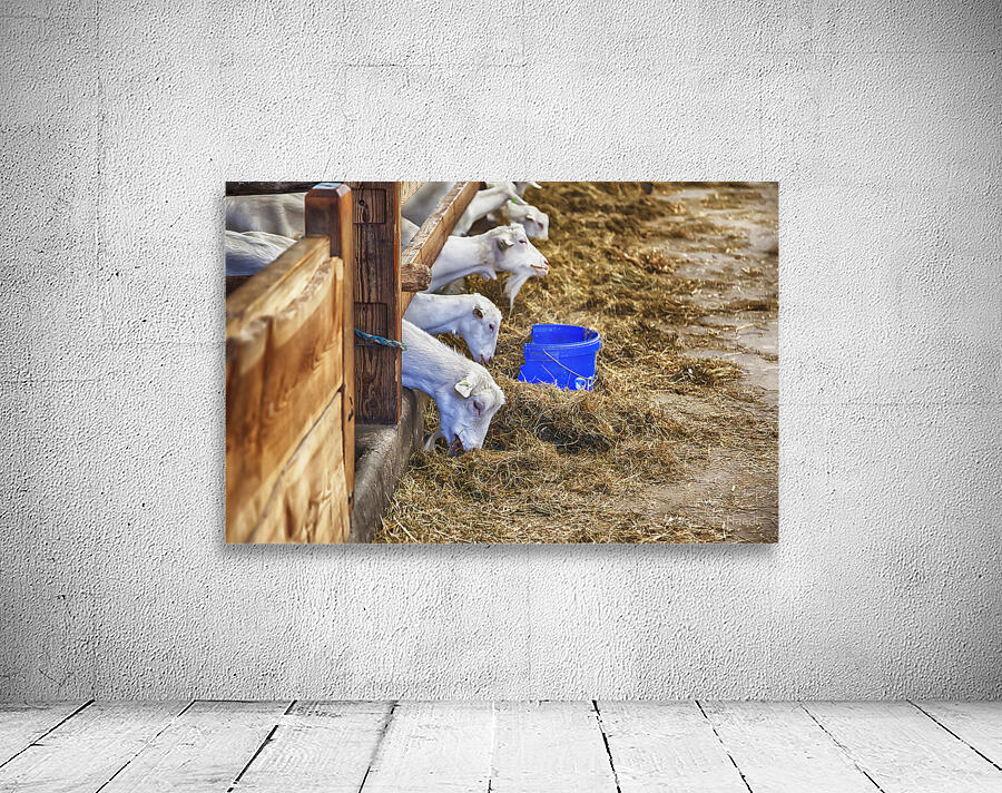 goats in barn Wall Preview