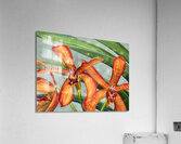 Gayety Acrylic Print