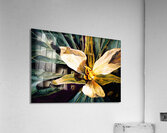 Trillium Acrylic Print