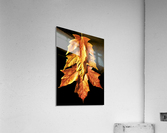 Fall Maple Leaves 1 Acrylic Print