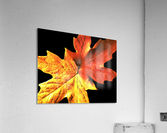 Fall Maple Leaves 3 Acrylic Print