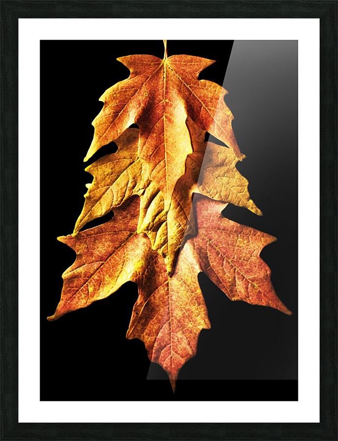 Fall Maple Leaves 1 Picture Frame print
