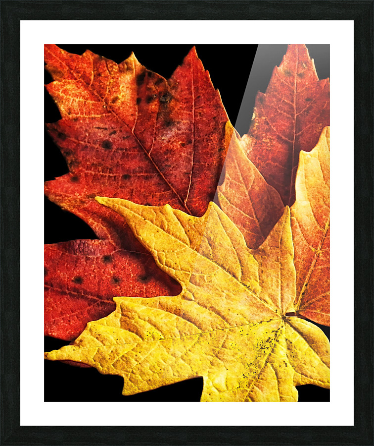 Fall Maple Leaves 2 Picture Frame print