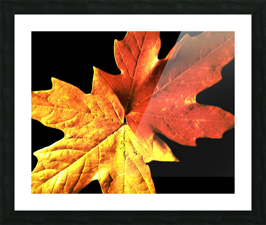 Fall Maple Leaves 3 Picture Frame print