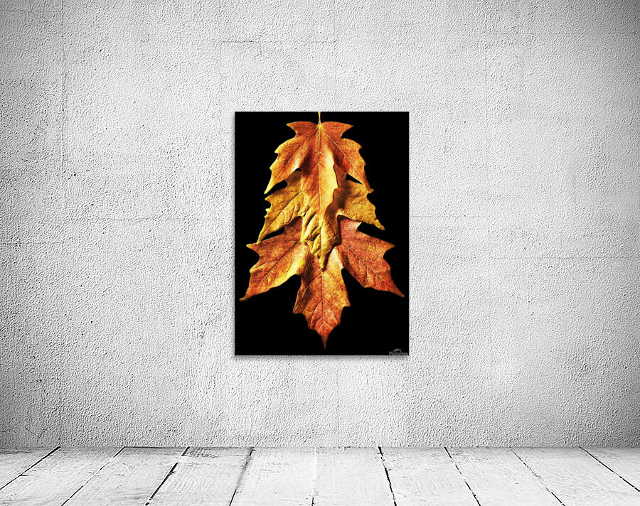 Fall Maple Leaves 1 Wall Preview
