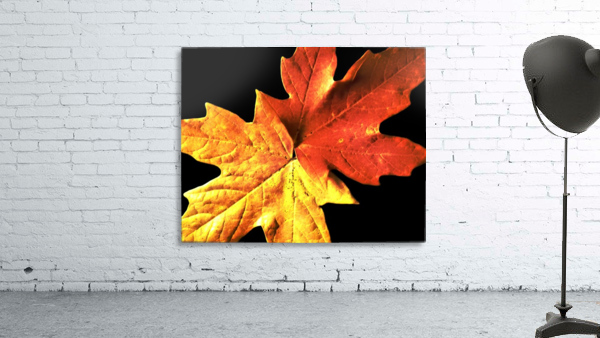 Fall Maple Leaves 3 Wall Preview