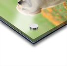 Inclave  Casino List Acrylic print