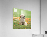 Inclave  Casino List Acrylic Print