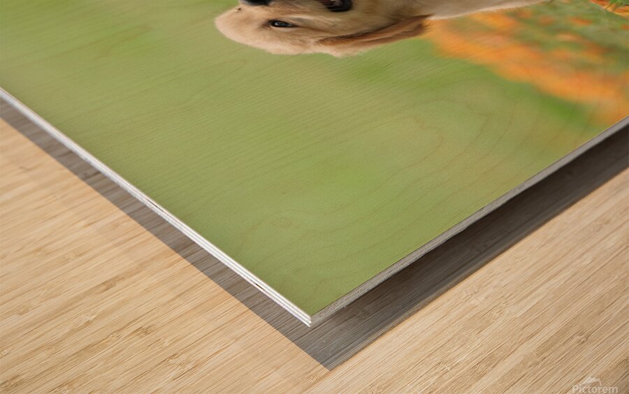 Inclave  Casino List Wood print