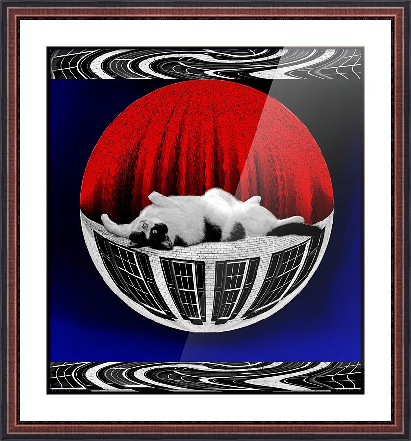 Cat On A Wall Picture Frame print