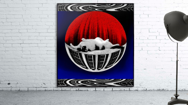 Cat On A Wall Wall Preview