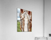 Connection Acrylic Print