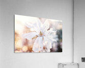 Blushing Magnolia Acrylic Print