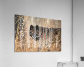 Timeless Presence Acrylic Print