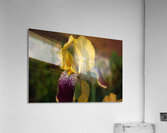 Antique Iris Acrylic Print