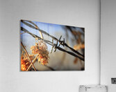 Frosted foliage Acrylic Print