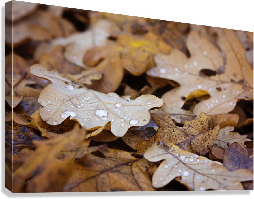 Golden Passage Canvas Print