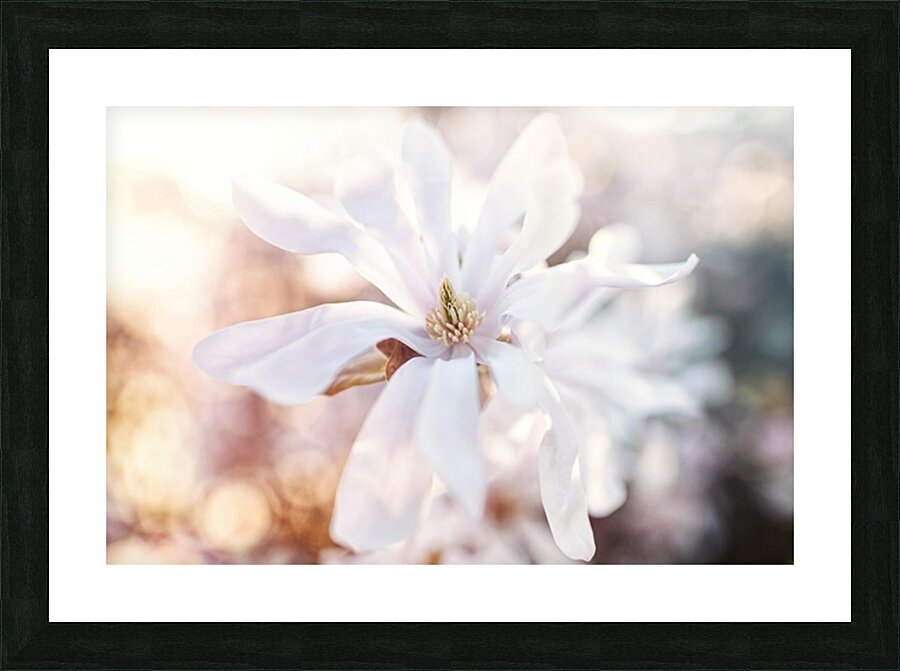 Blushing Magnolia Picture Frame print