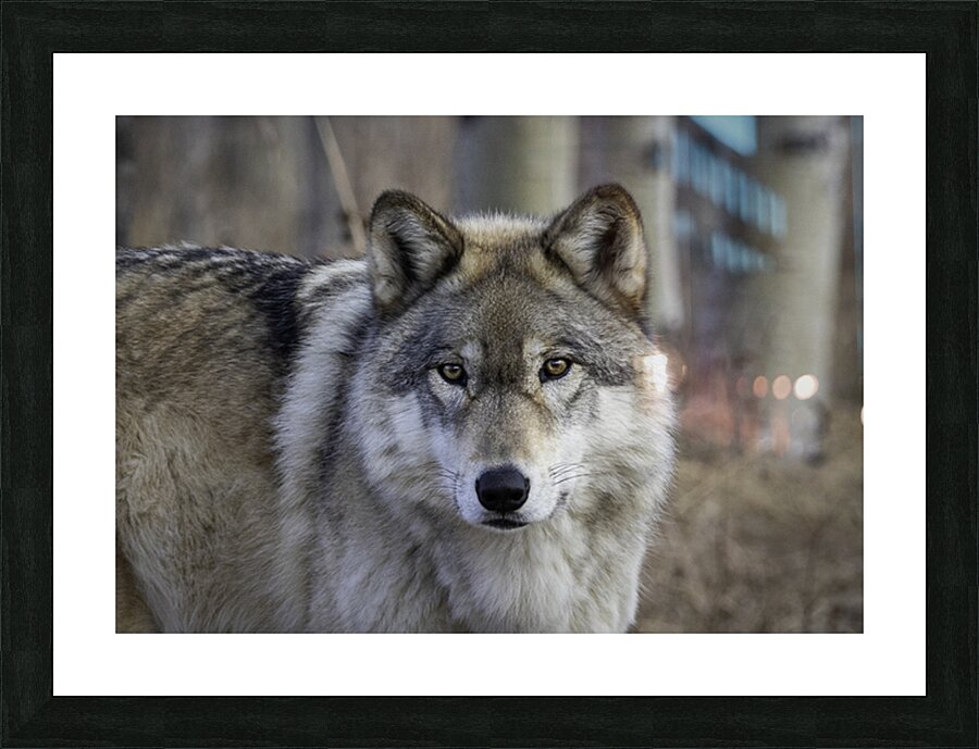 Untamed Grace Picture Frame print