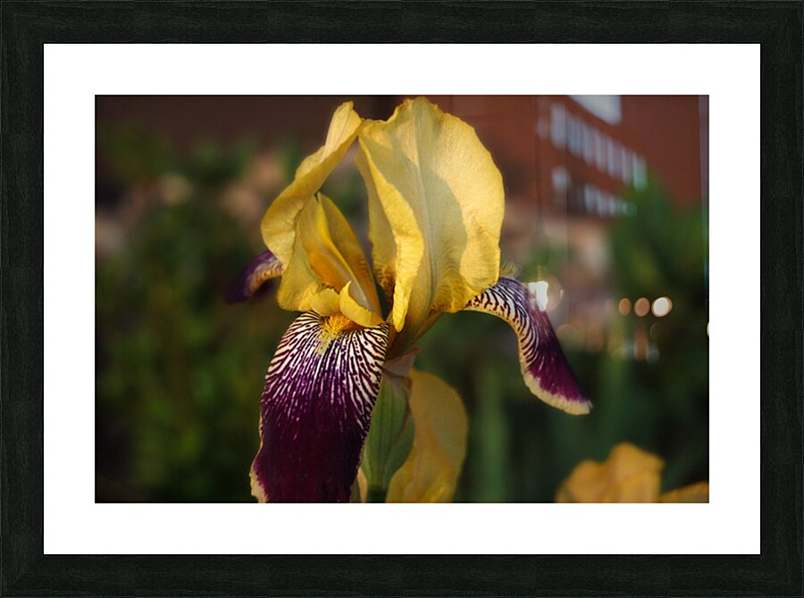 Antique Iris Picture Frame print