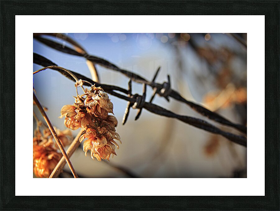 Frosted foliage Picture Frame print