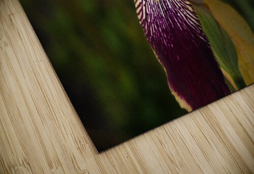 Antique Iris Lisa Parkin Imagery puzzle