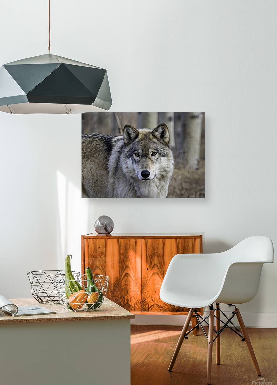 Untamed Grace Reproduction